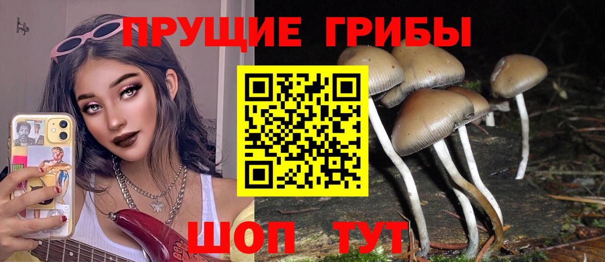 Псилоцибиновые грибы Psilocybine cubensis Старая Купавна